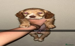 Cocker Spaniel dogs for sale: 2 cream and white cocker spaniel puppies - Image 1