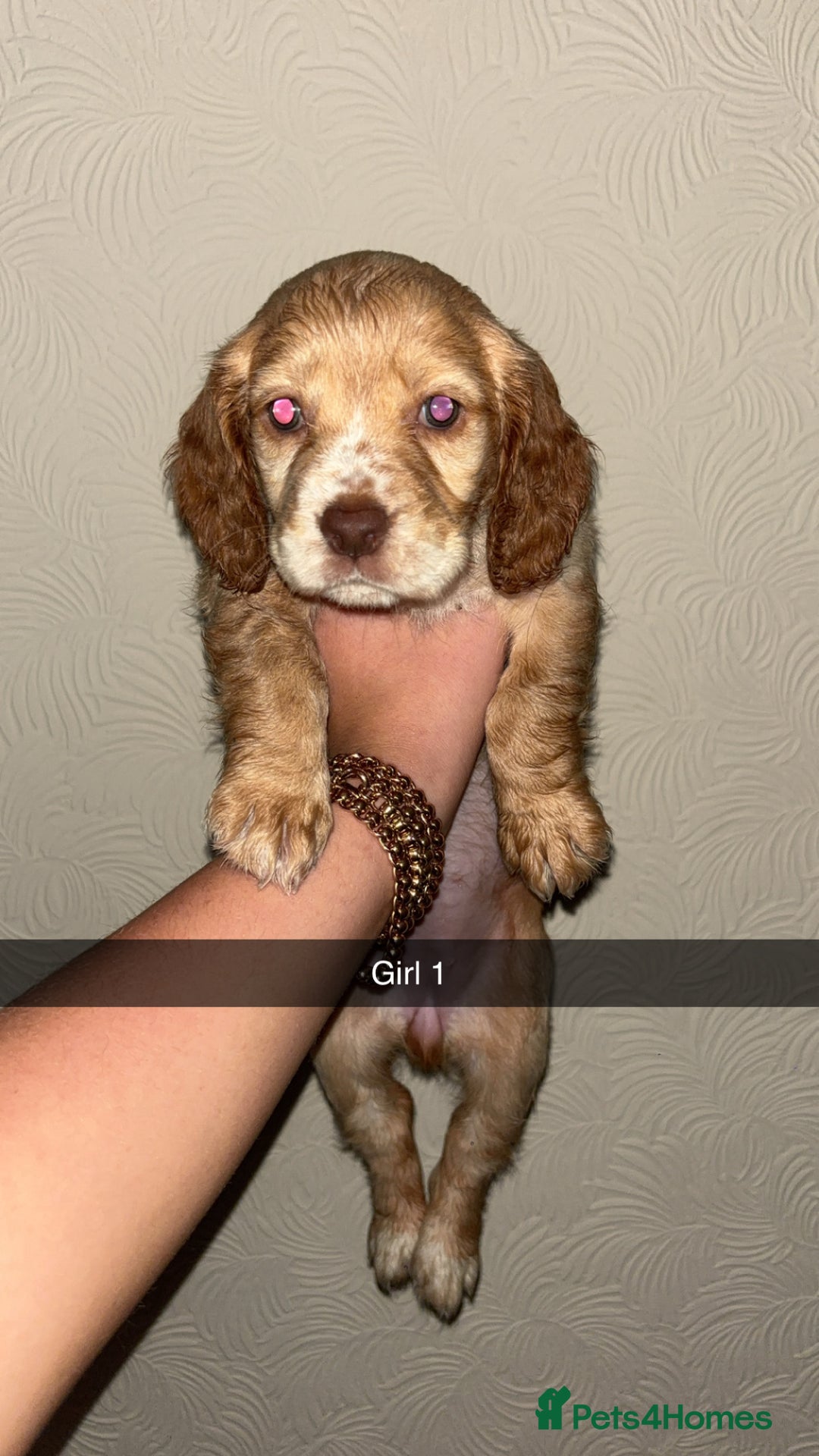 Cocker Spaniel dogs for sale: 2 cream and white cocker spaniel puppies - Image 1