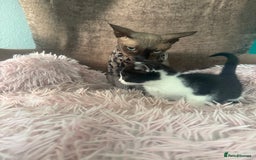 Mixed Breed cats for sale: Gorgeous long hair kitten 🧡🖤 - Advert 3