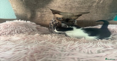 Mixed Breed cats - Advert 6