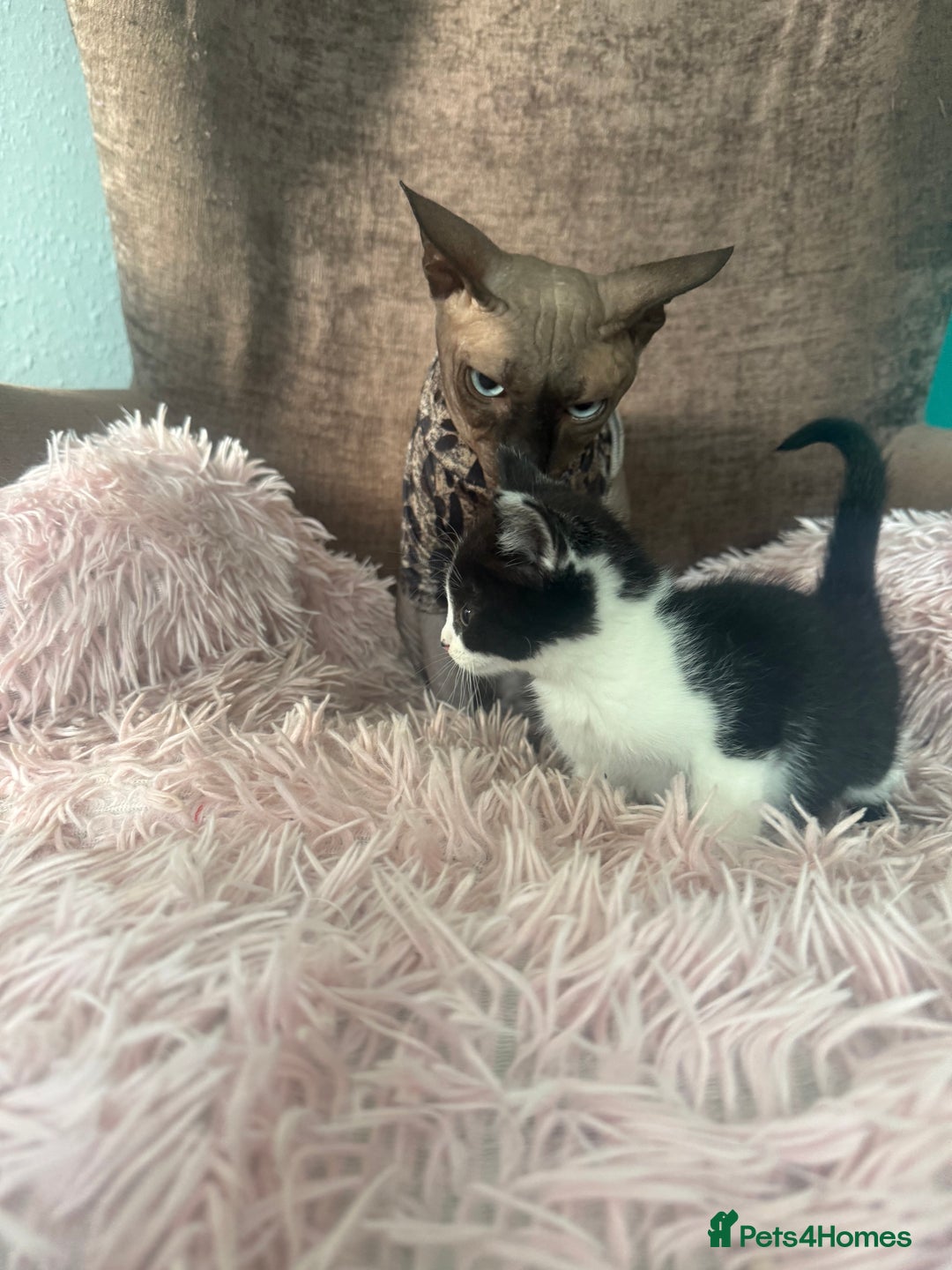 Mixed Breed cats for sale: Gorgeous long hair kitten 🧡🖤 - Advert 3