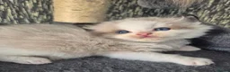 Ragdoll cats for sale: DNA tested Ragdoll kittens  - Advert 2