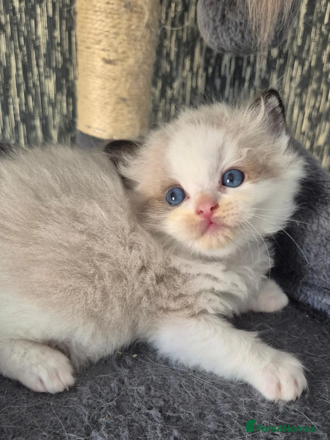 Ragdoll cats for sale: DNA tested Ragdoll kittens  - Advert 2