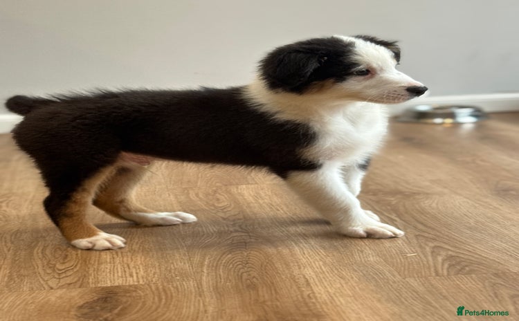 Australian Shepherd dogs - Advert 3