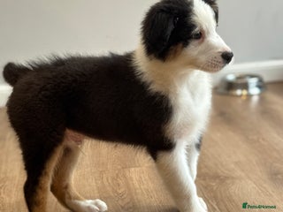 Australian Shepherd dogs - Advert 3