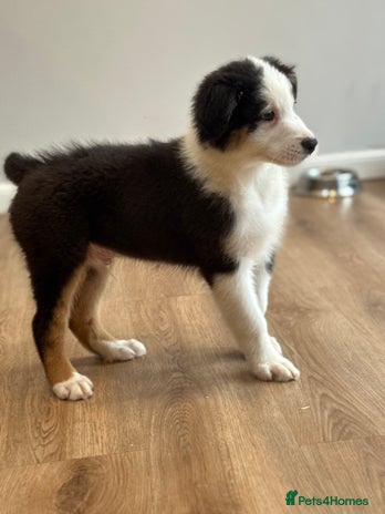 Australian Shepherd dogs - Advert 3