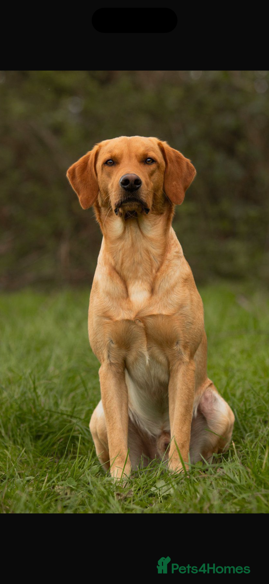 Labrador Retriever dogs Beautifully bred Labrador puppies - Advert 12