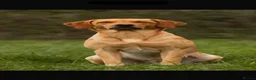 Labrador Retriever dogs for sale: Beautifully bred Labrador puppies in Sidmouth - Advert 4