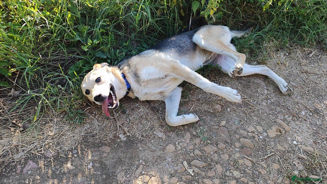 Mixed Breed dogs for adoption: Clara, 1.5 yrs approx. Available for adoption. - Advert 5