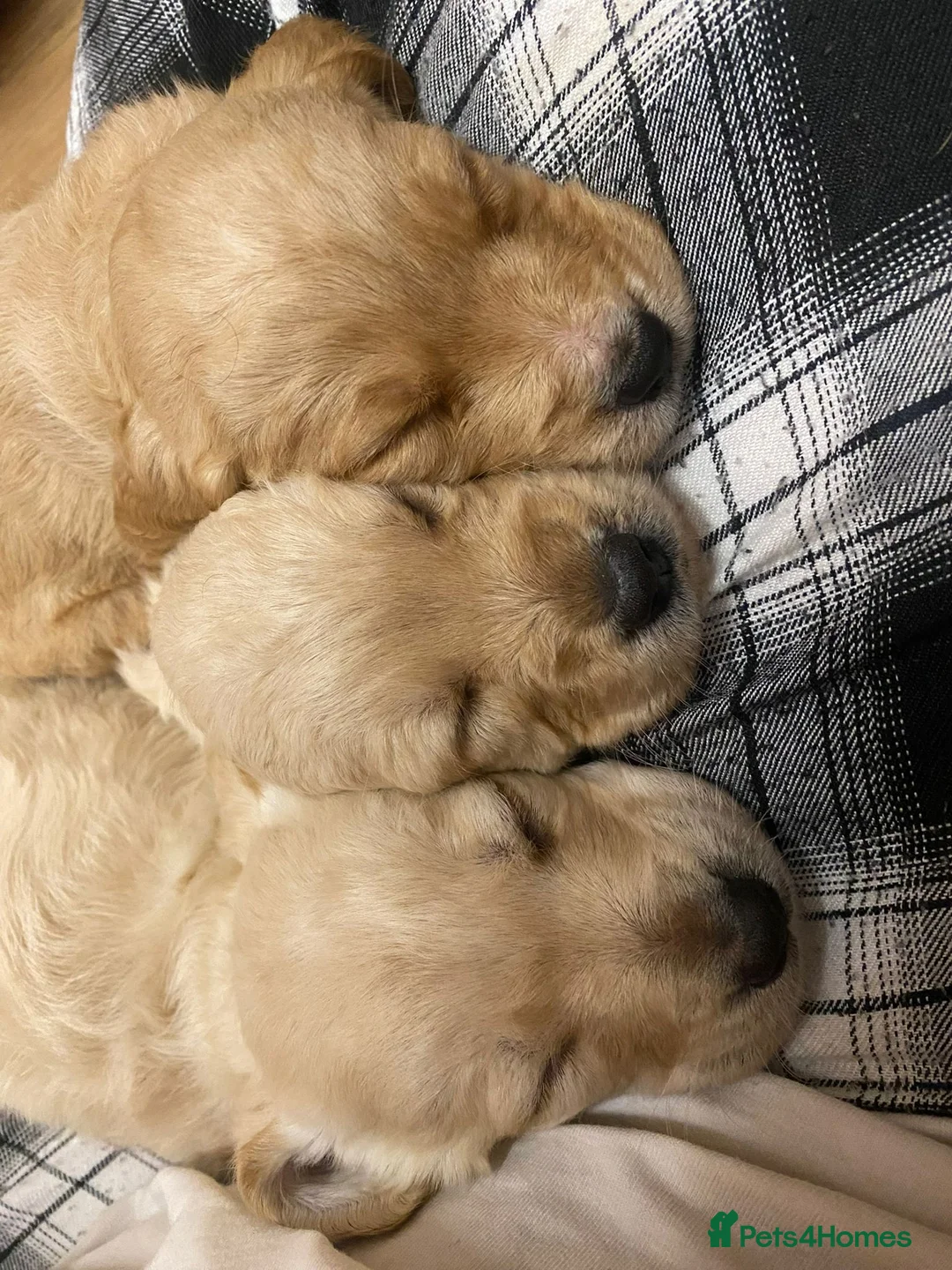 Mixed Breed dogs for sale: 9 Beautiful Puppies for sale - Advert 24