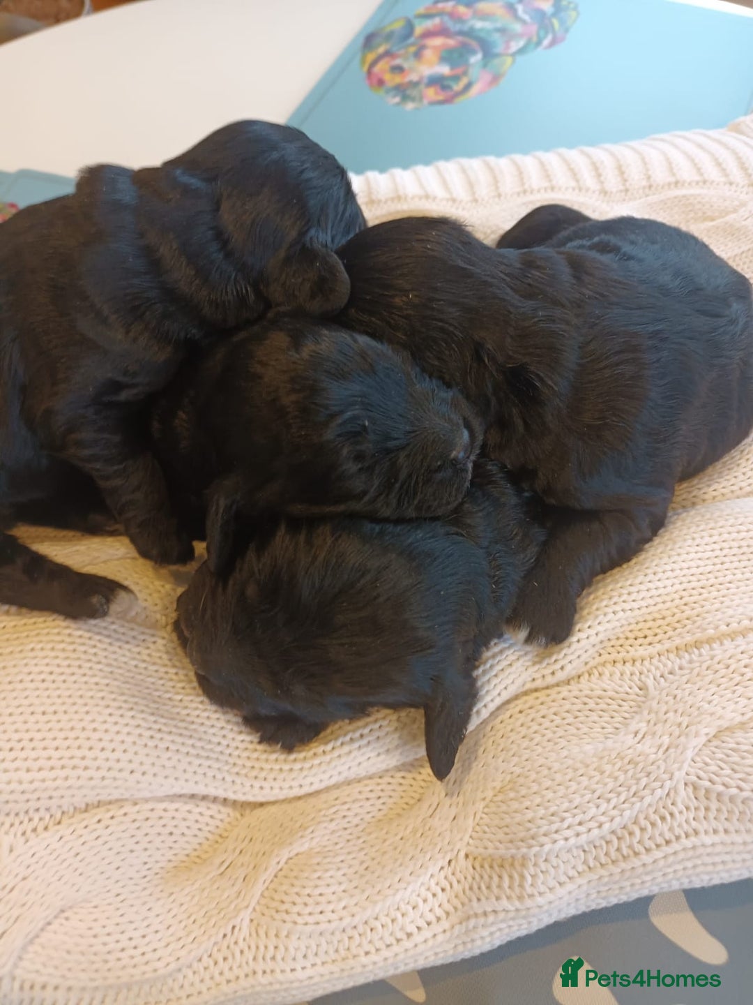Sproodle dogs for sale: STUNNING SHOW SPRINGAPOO PUPPIES FOR SALE  - Advert 7