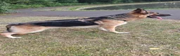 German Shepherd dogs for sale: Reluctant sale of my male German Shepherd - Advert 3