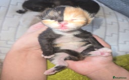 Mixed Breed cats for sale: Rare clock-face kitten, Half-Ragdoll. - Image 4