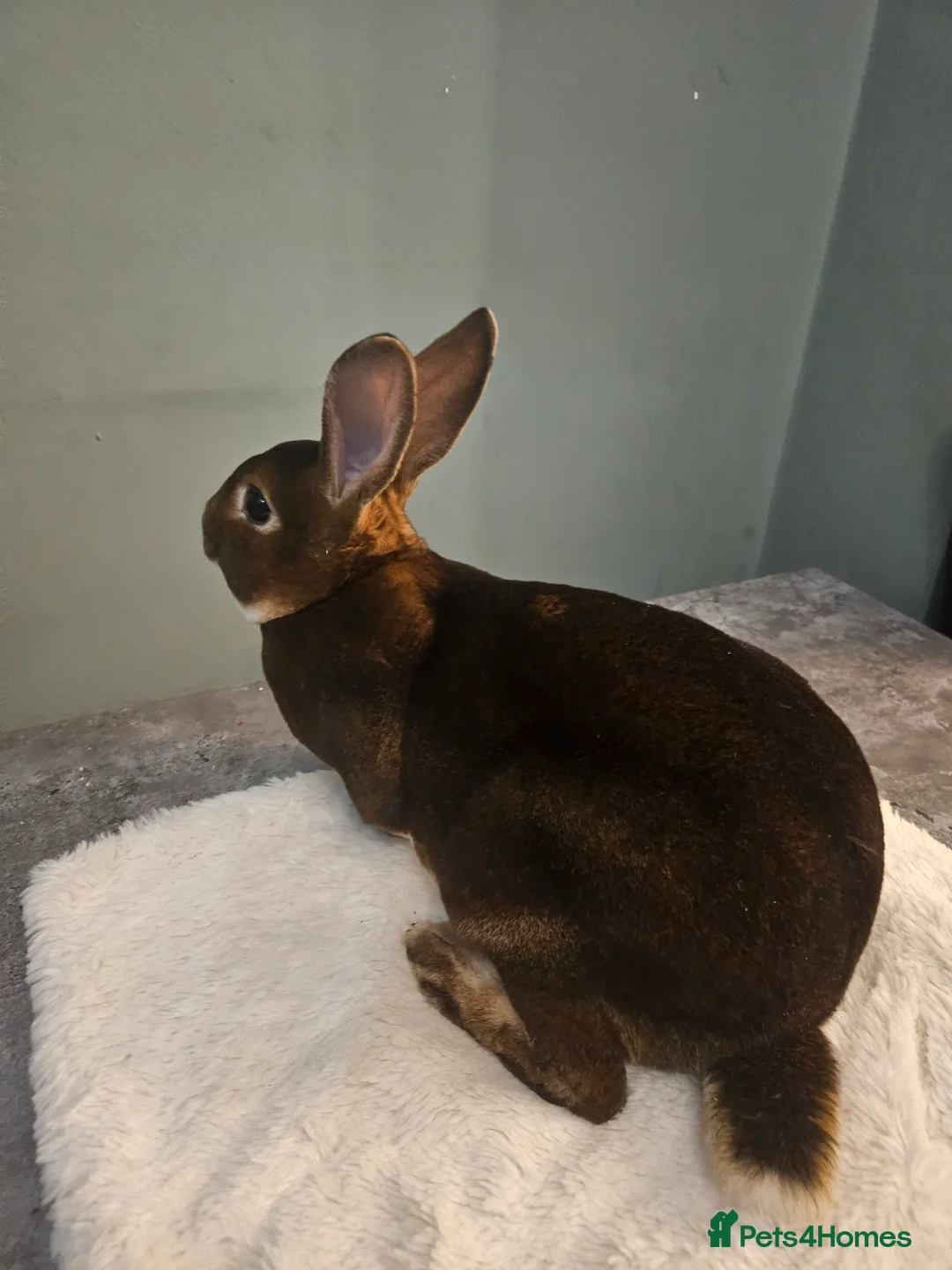 Rex rabbits for sale: Purebred Chocolate Otter Mini Rex buck 12 weeks  - Advert 6