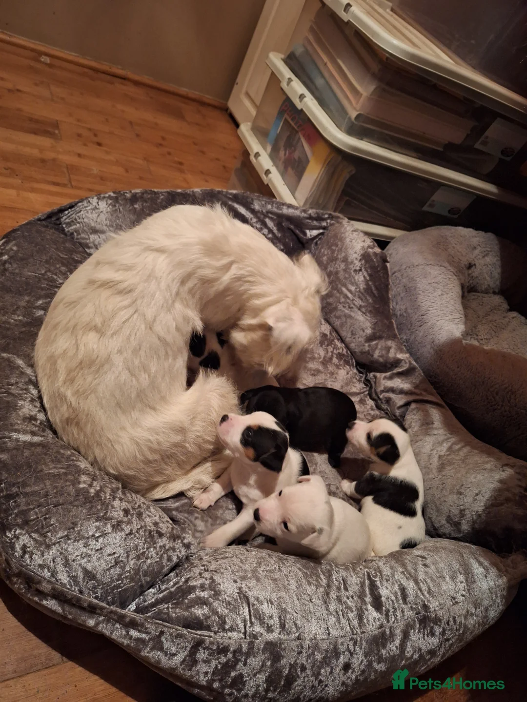 Jack Russell dogs for sale: Lovely Jack Russell puppies, 1 boy and 1 girl left - Advert 4