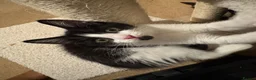 Mixed Breed cats for sale: 10 Week Old Fluffy Friendly Mixed Breed Kittens - Advert 4