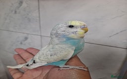 Budgerigars birds for sale: Silly hand tamed baby budgies for sale  - Image 5