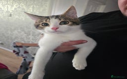 Ragdoll cats for sale: Ragdoll mix tabby kitten not 50 - Image 3