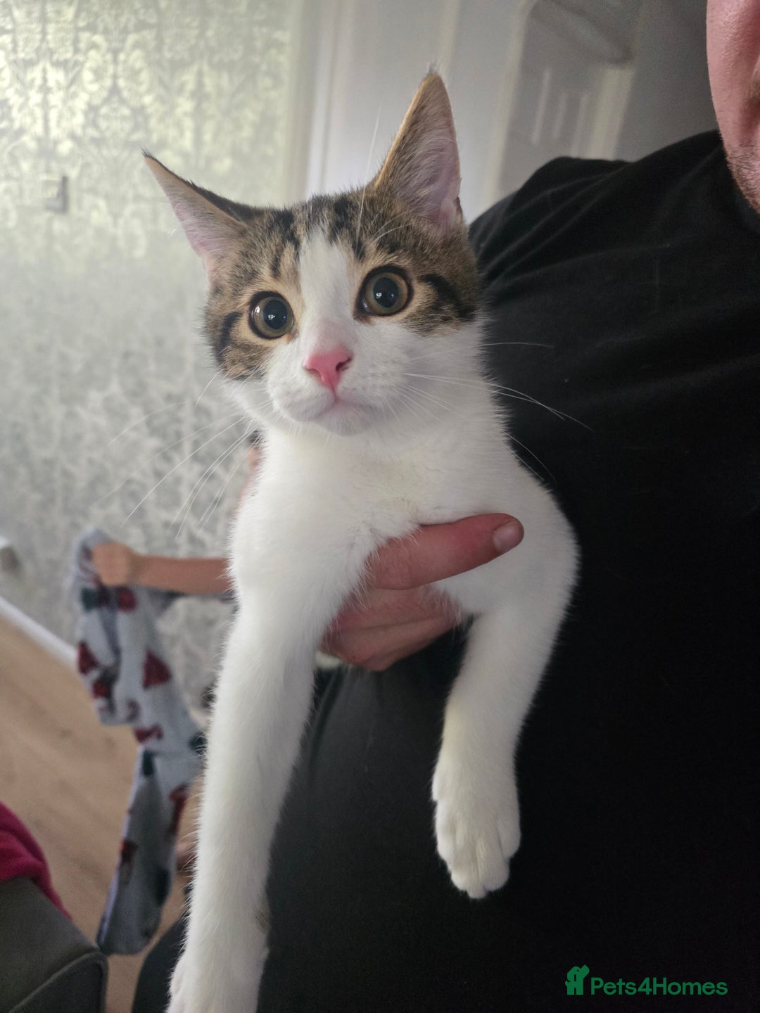 Ragdoll cats for sale: Ragdoll mix tabby kitten not 50 - Image 3