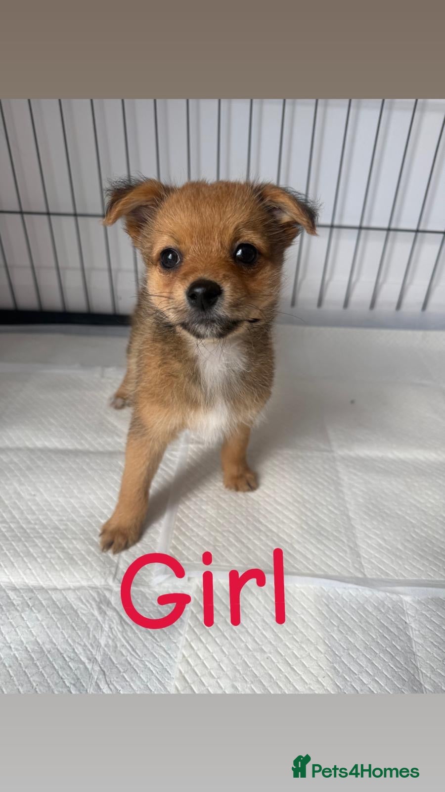 Mixed Breed dogs 3 LEFT Norfolk terrier x Pomeranians READY NOW  - Advert 1