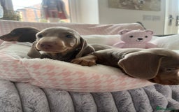 Miniature Dachshund dogs for sale: Miniature Dachshund  - Image 22