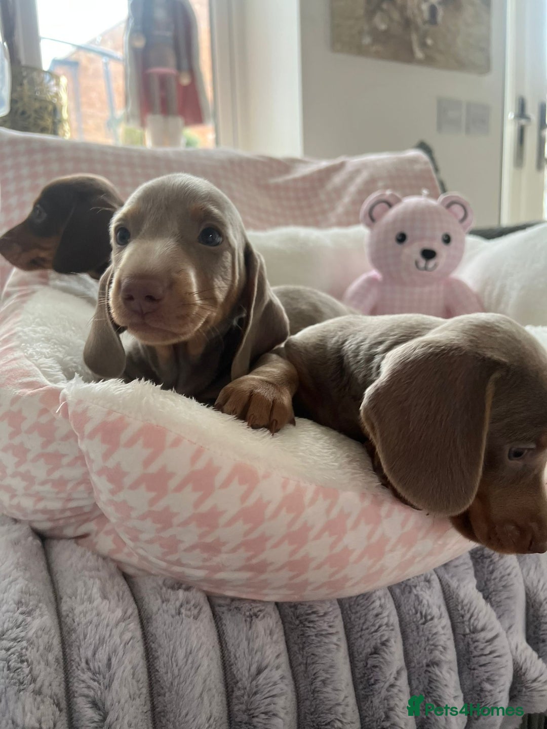 Miniature Dachshund dogs for sale: Miniature Dachshund  - Image 22