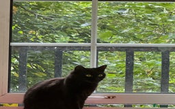 British Longhair cats for sale: I’m misk and I need re-homing  - Image 2