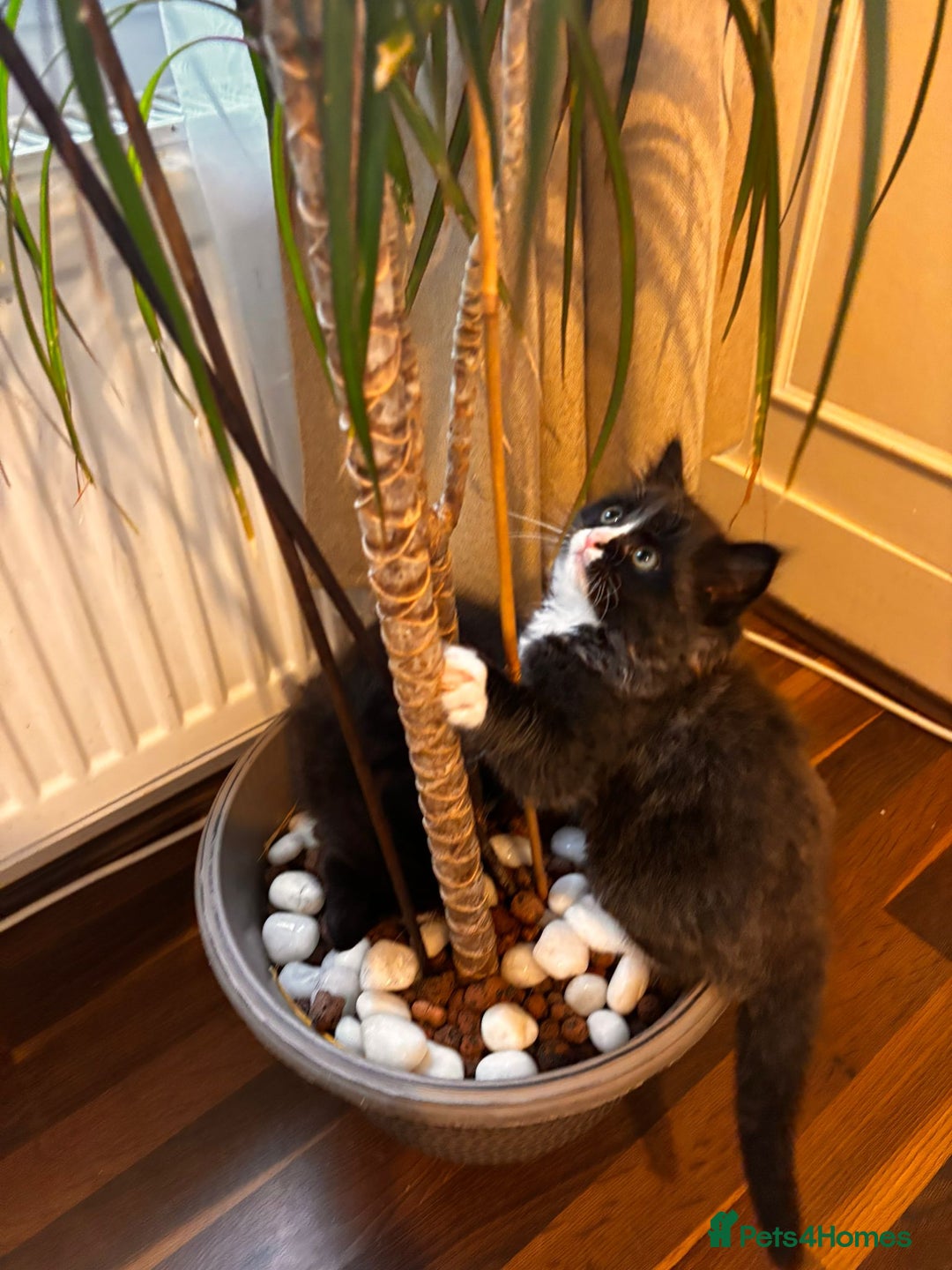 Mixed Breed cats for sale: Ragdoll mixed breed - Advert 16