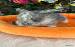 Mini Lop rabbits for sale: Pure Breed Mini lops  - Image 10