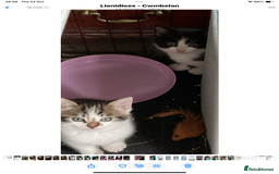 Mixed Breed cats for sale: Kittens - £25- Mid Wales - Image 4