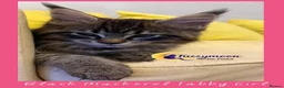 Maine Coon cats for sale: Gorgeous TICA Pedigree Maine Coon Kittens - Advert 30