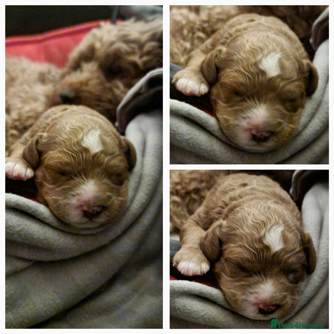 Cavapoo dogs for sale: Beautiful red Cavapoo  - Advert 1