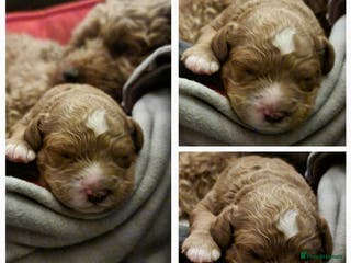 Cavapoo dogs Beautiful red Cavapoo - Advert 1