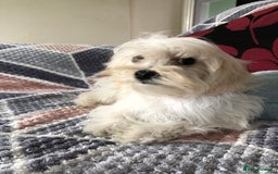 Maltipoo dogs for sale: maltipoo puppies for sale  - Image 4