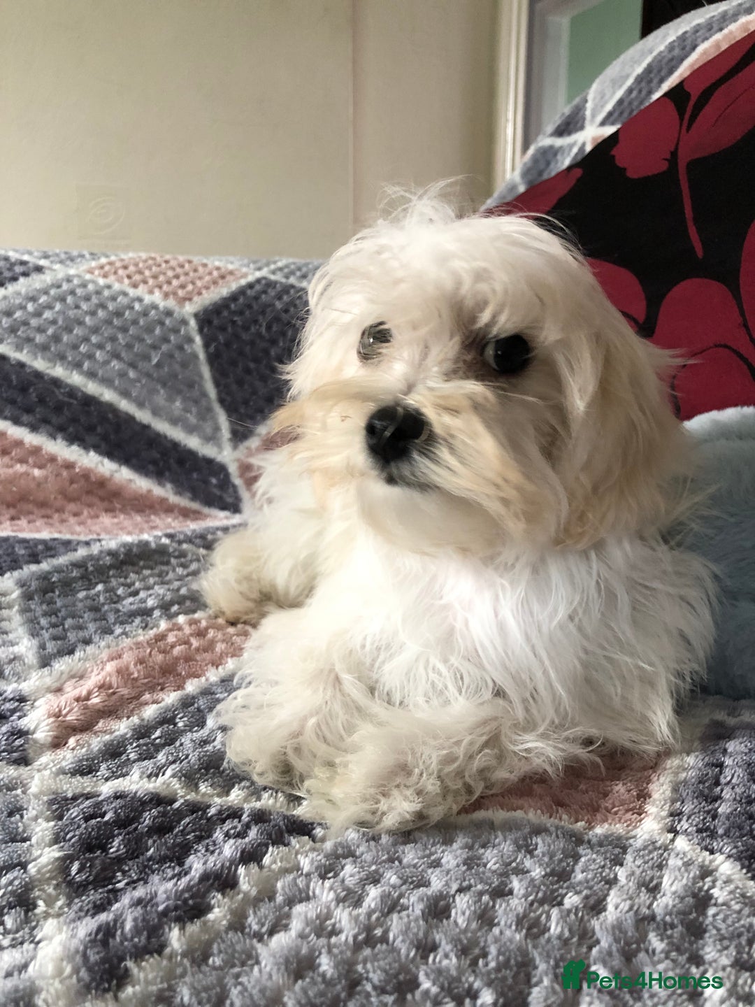 Maltipoo dogs for sale: maltipoo puppies for sale  - Image 4
