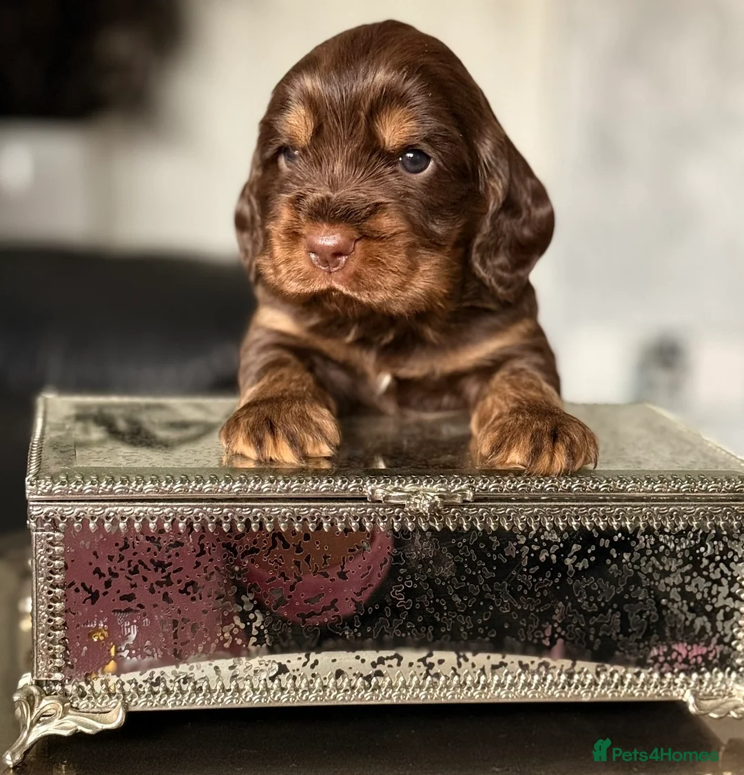 Cocker Spaniel dogs for sale: Show type cocker spaniel  - Advert 1
