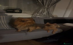 Pomeranian dogs for sale: THREE BEAUTIFUL POMERANIAN PUPPIES⚠️⚠️❗️  - Image 15