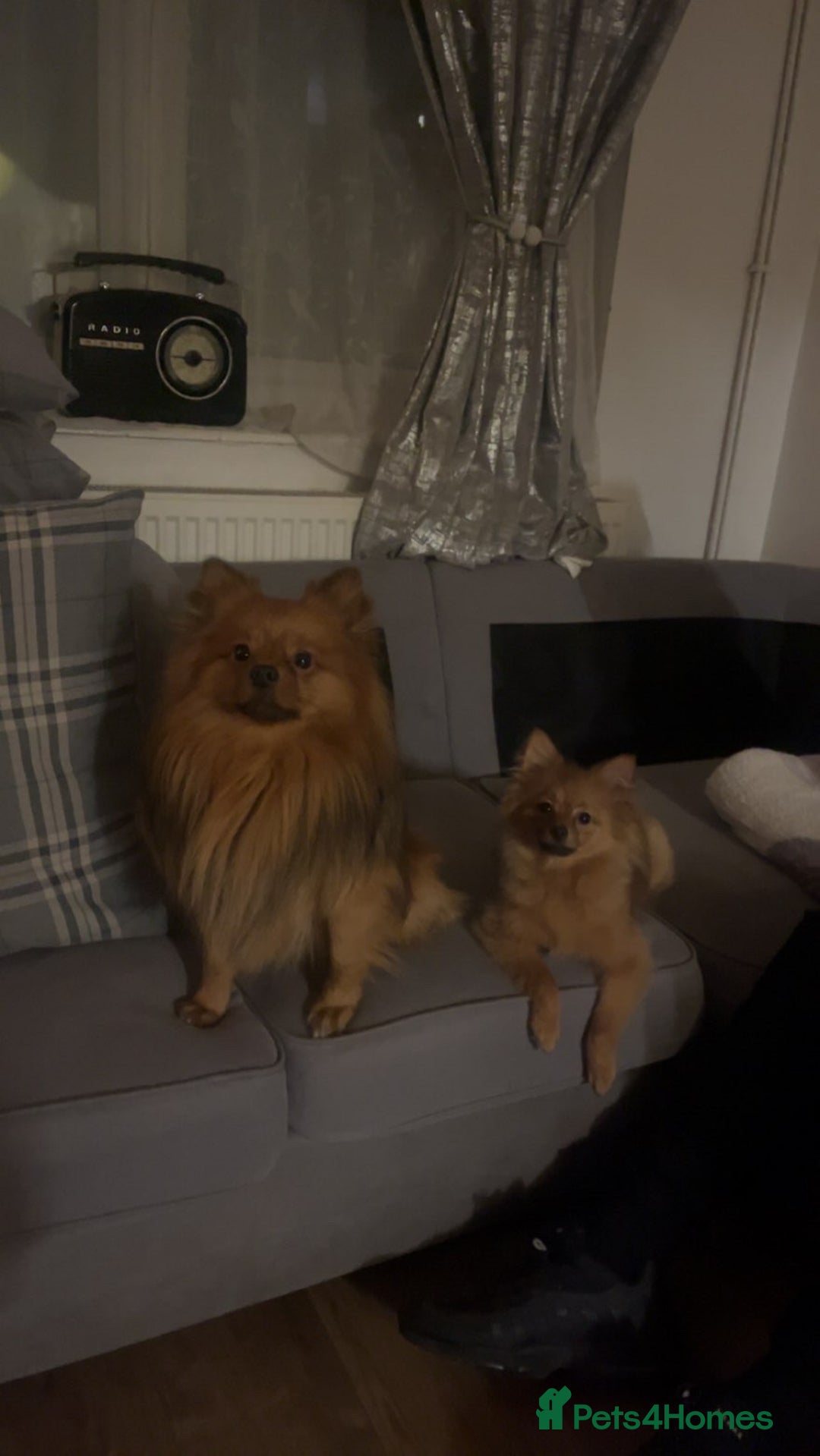 Pomeranian dogs for sale: THREE BEAUTIFUL POMERANIAN PUPPIES⚠️⚠️❗️  - Image 15