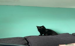 Bombay cats for sale: Cat for rehoming - Image 3