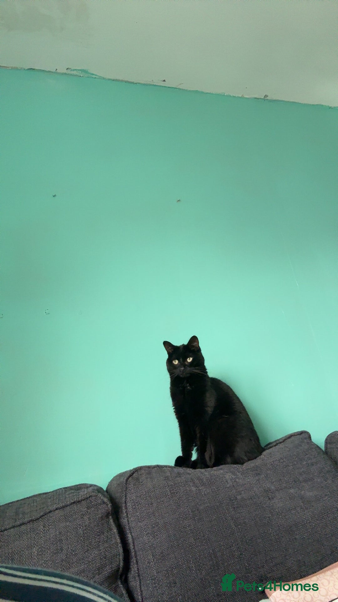 Bombay cats for sale: Cat for rehoming - Image 3