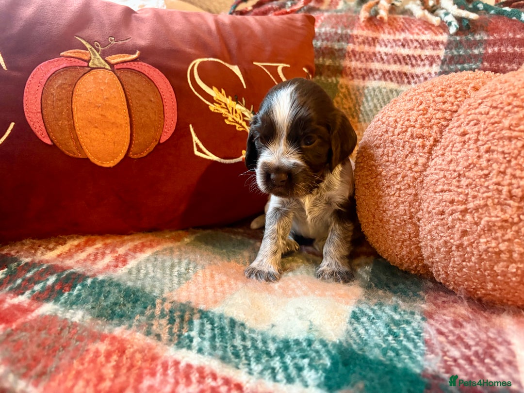 Cocker Spaniel dogs for sale: Beautiful Show Type Cocker Spaniel Puppies - Image 3