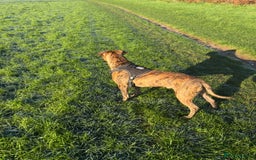 Mixed Breed dogs for sale: Beautiful loving dog in need of forever home - Advert 5