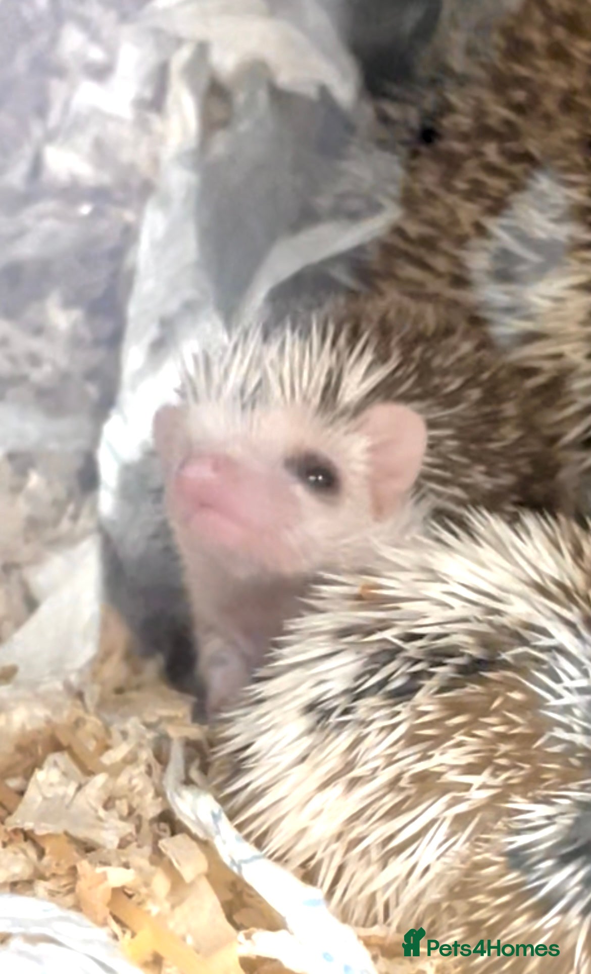 Pygmy Hedgehog rodents Beautiful Baby Hedgehogs 🦔 🍂 Pinto African Pygmy - Advert 2