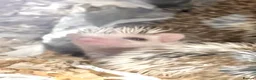 Pygmy Hedgehog rodents for sale: Beautiful Baby Hedgehogs 🦔 🍂 Pinto African Pygmy - Advert 4