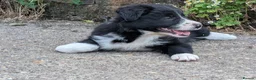 Border Collie dogs for sale: Border Collie Puppies for sale - Advert 14