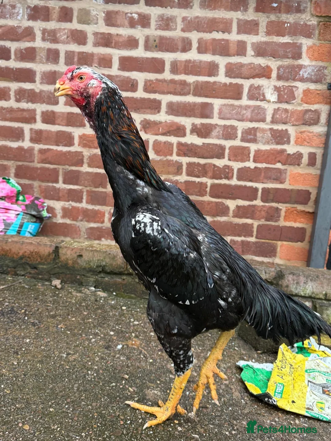 Hens poultry for sale: O shamo, shamo, Pakistani aseel and miwali   - Advert 2