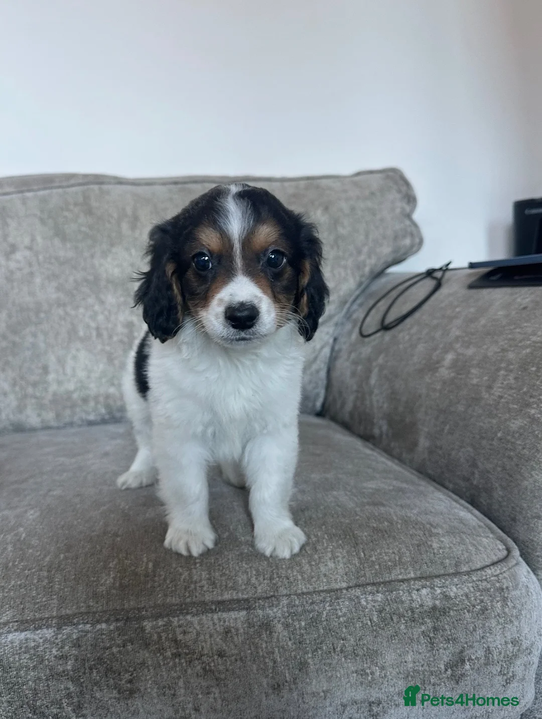 Cavapoo dogs for sale: Stunning Cavapoos  - Advert 1