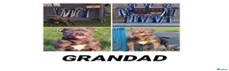 Staffordshire Bull Terrier dogs for sale: Staffordshire bull terrier pups blue kc - Advert 6