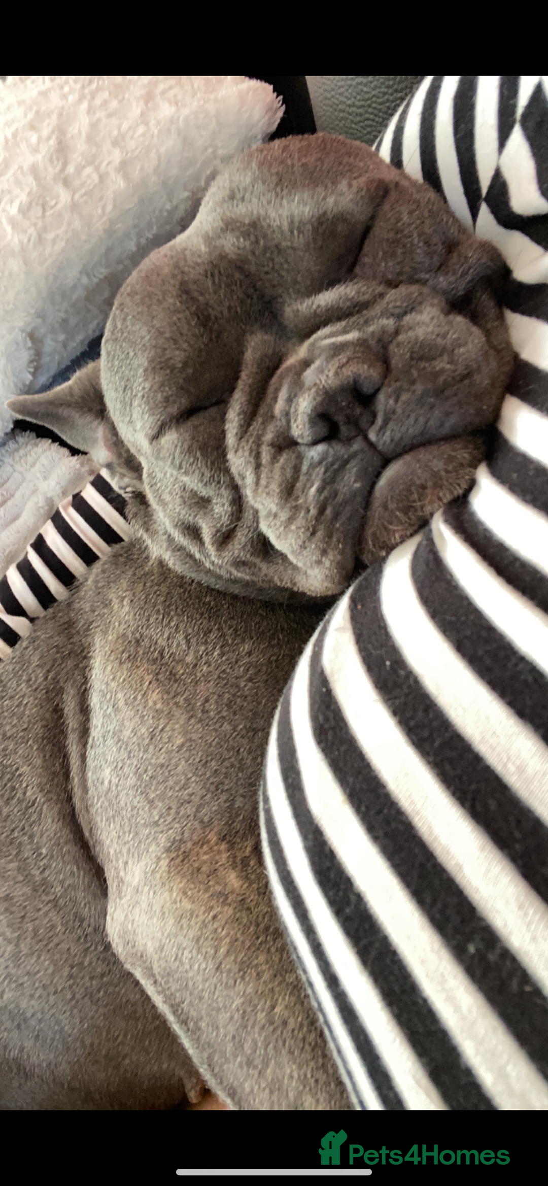 French Bulldog dogs for sale: Rehoming Our Beautiful Girl - Image 3
