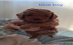 Cavapoo dogs for sale: Adorable Cavapoo Puppies -Ready 23rd -December! - Advert 6